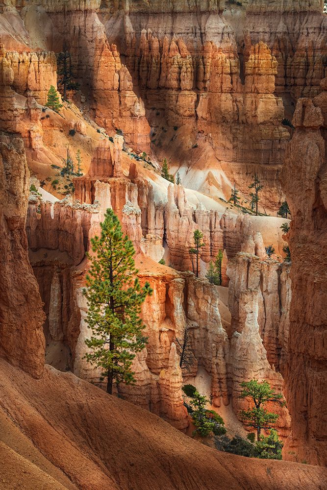 Ponderosa pine and hoodoos Bryce Canyon National Park, Utah.